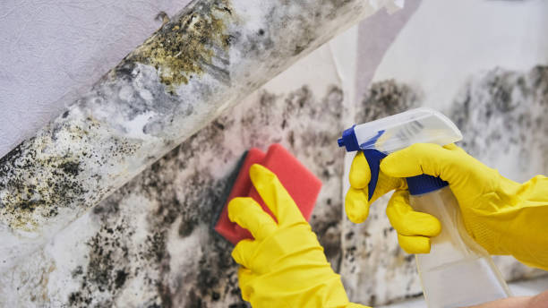 Best Residential Mold Remediation in Bowmansville, PA